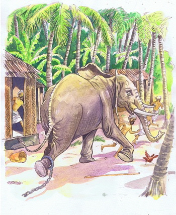 Elefant, Bild: Abdul Gugu